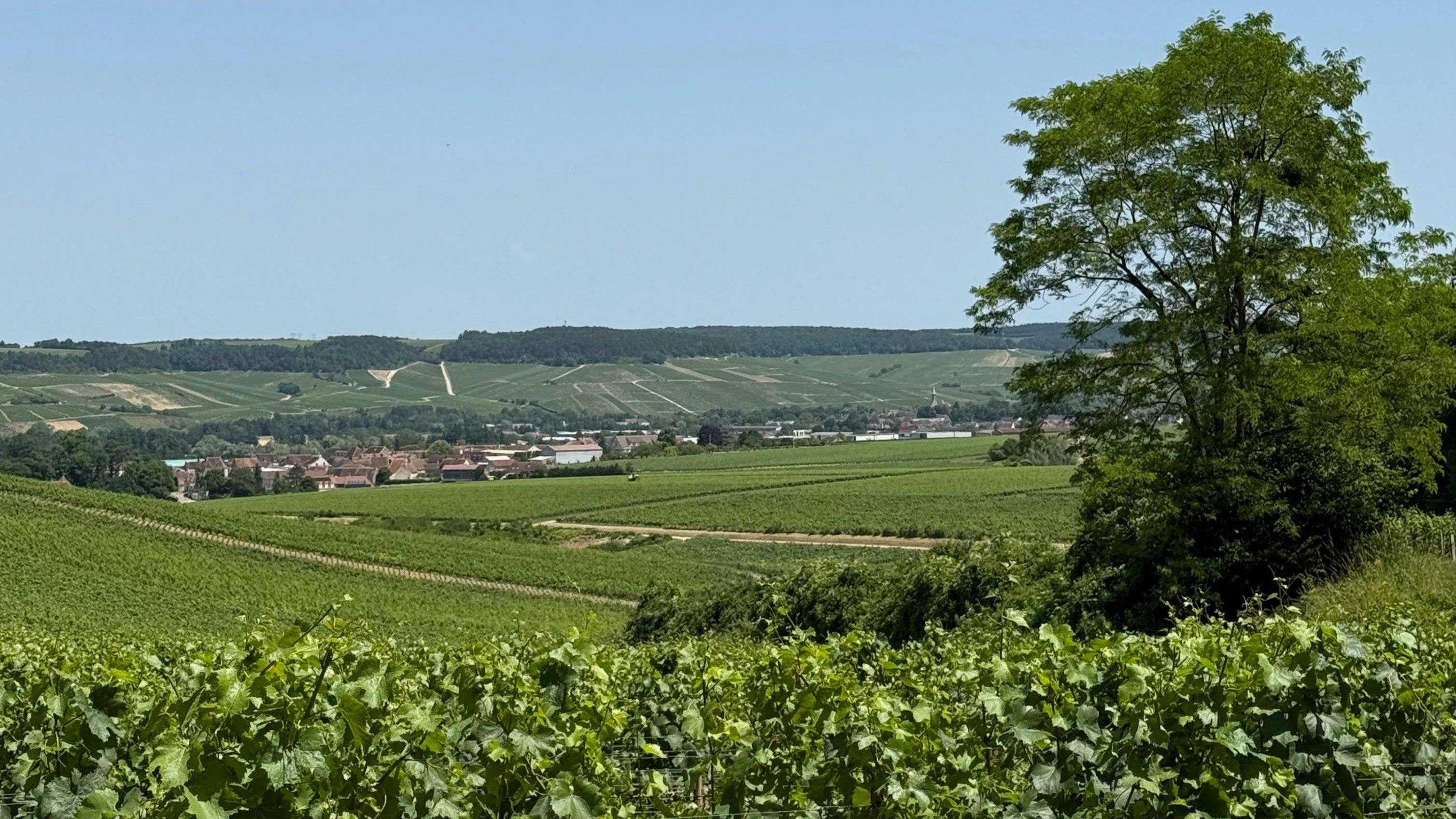 2024 Burgundy: What to Make of This Tricky Vintage?